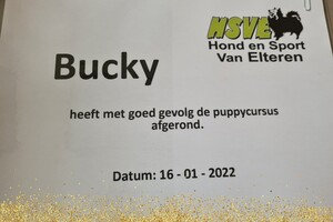 Bucky: hondenschool jaar 2022