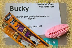 Bucky: agility "Puppy curcus"