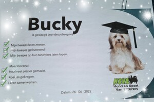 Bucky: agility puber klas