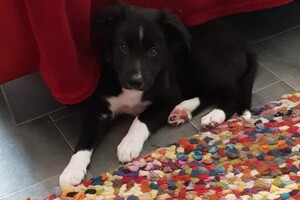 Flynn: laatste (puppy) inenting