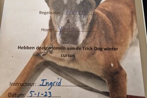 Yada: Trickdog workshop afgerond