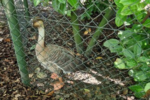 Kinderboerderijen/dierentuinen