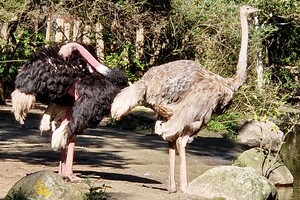 Kinderboerderijen/dierentuinen