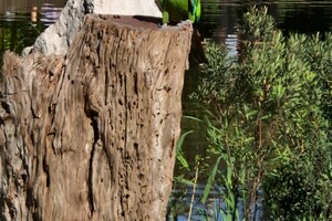 Kinderboerderijen/dierentuinen