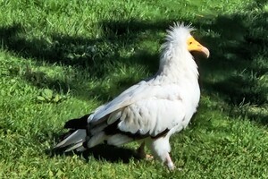 Kinderboerderijen/dierentuinen