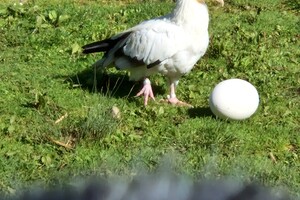 Kinderboerderijen/dierentuinen