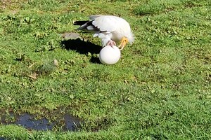 Kinderboerderijen/dierentuinen