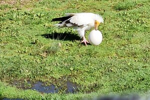 Kinderboerderijen/dierentuinen