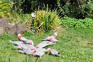 Kinderboerderijen/dierentuinen