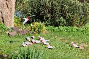 Kinderboerderijen/dierentuinen