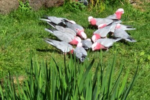 Kinderboerderijen/dierentuinen