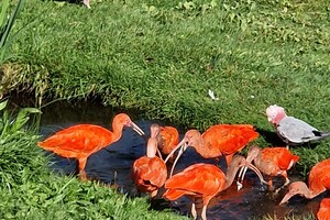 Kinderboerderijen/dierentuinen