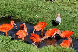 Kinderboerderijen/dierentuinen