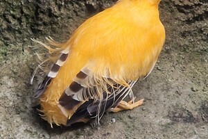 Kinderboerderijen/dierentuinen