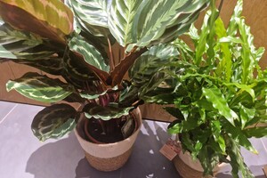 Pauwenplant en een andere Calathea