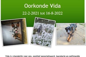 Vida: hondenschool jaar 2022