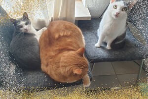 Onze langharige katten