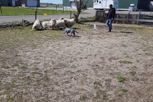 Ava Kira: schapen drijven, les 2