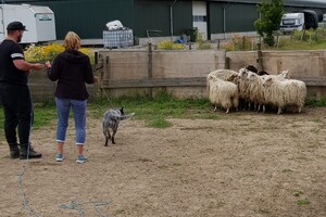 Ava Kira: schapen drijven les 6