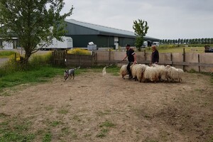 Ava Kira: schapen drijven les 6