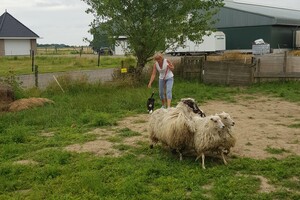 Ava Kira: schapen drijven les 8